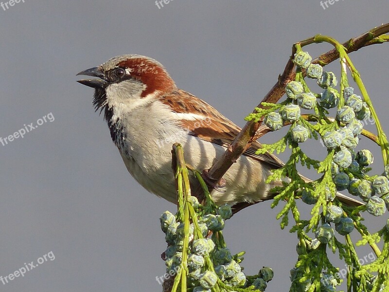 Sparrow House Sparrow Bird Free Photos