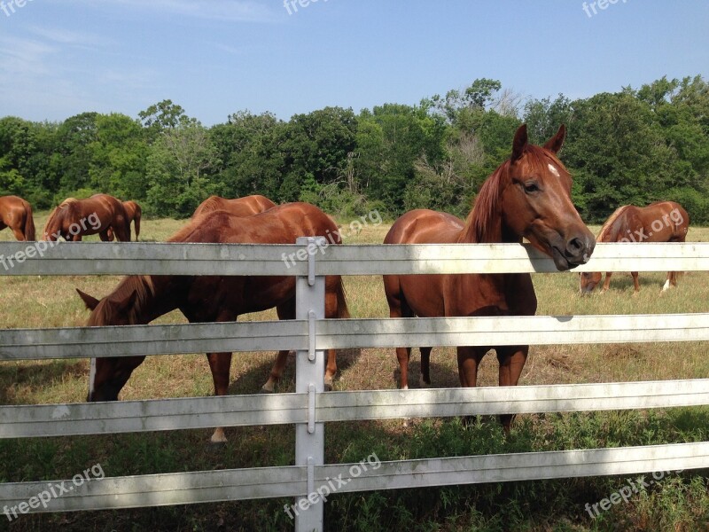 Horse Pasture White Fence Grass Equestrian