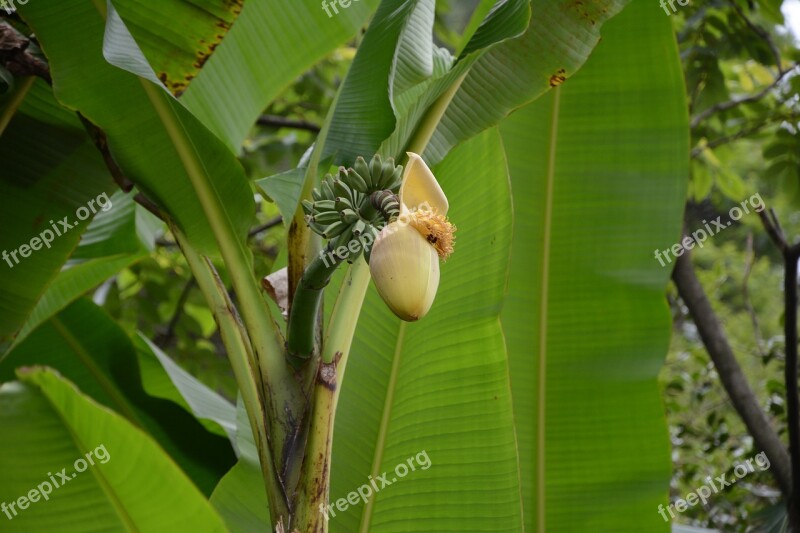 China Enshi Banana Free Photos