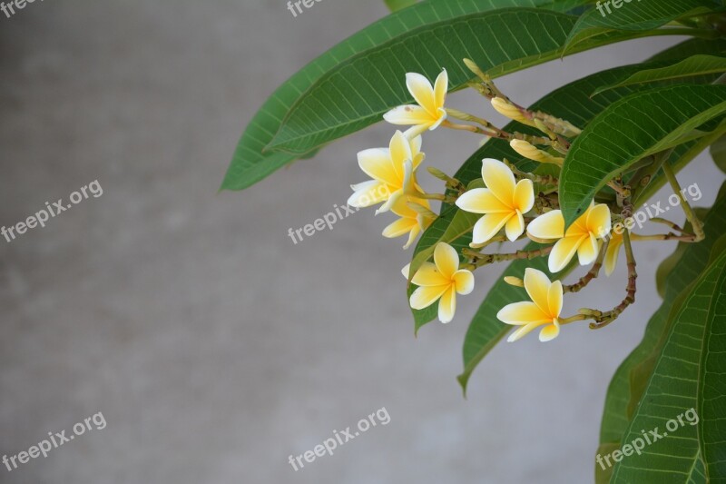 Bali National Flower Plumeria Free Photos