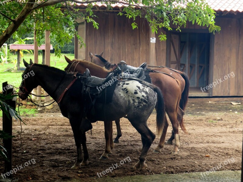 Horses Horseback Riding Saddle Equestrian Sport