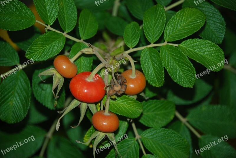 Rose Hip Nature Plant Green Free Photos