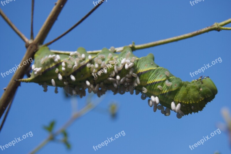 Caterpillar Tobacco Caterpillar Carolina Sphinx Moth Manduca Sexta The Tobacco Hawk Moth