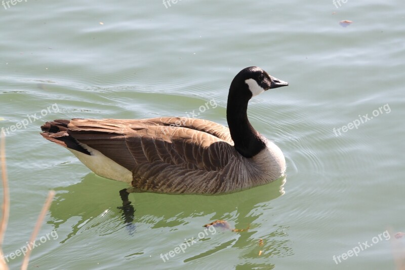 Animal Bird Wild Bird Goose Canada Goose