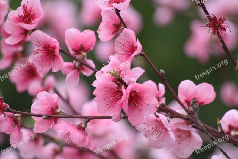 Spring Tree Flowering Fruit Tree Peach