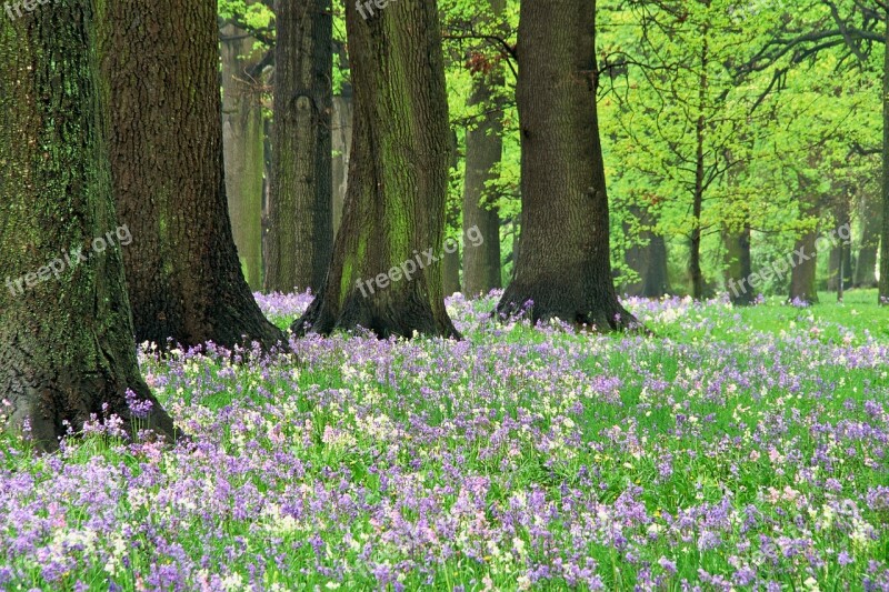 Bluebells Hagley Park Forest Spring Free Photos