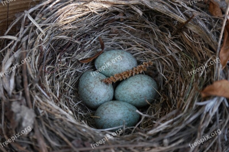 Nest Egg Bird's Nest Bird Eggs Blue Eggs