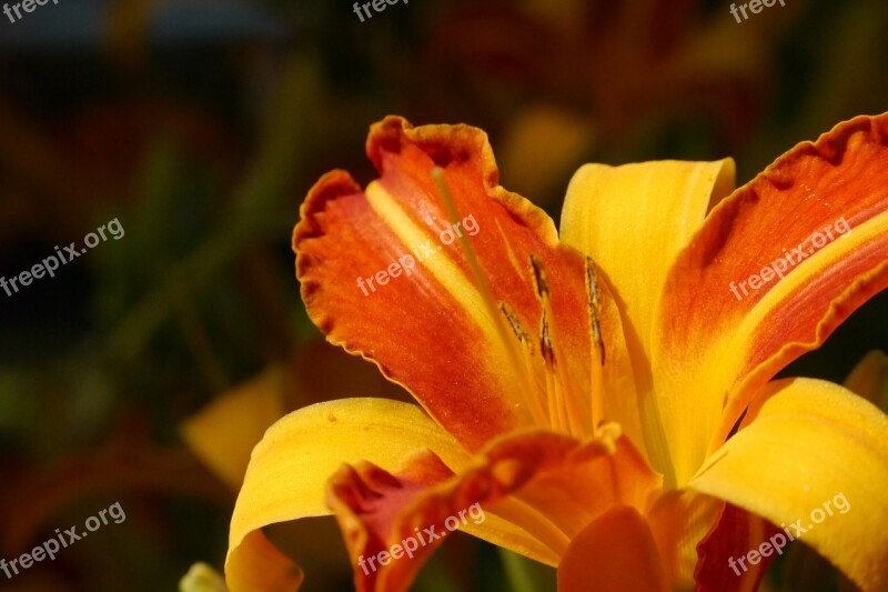 Lily Daylily Blossom Bloom Hemerocallis