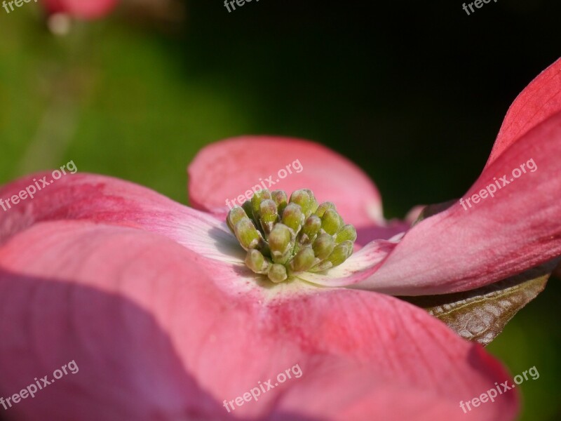 Dogwood Flower Pink Blossom Bloom Bloom