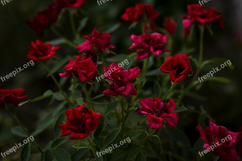 Roses Red Roses Flowers Dark High Contrast