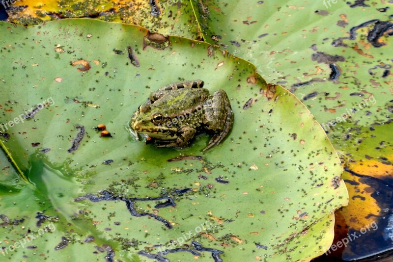 Frog Green Lily Pad Camouflage Pond