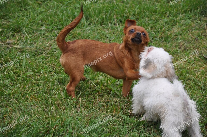 Dogs Get To Know Animals Play Pets