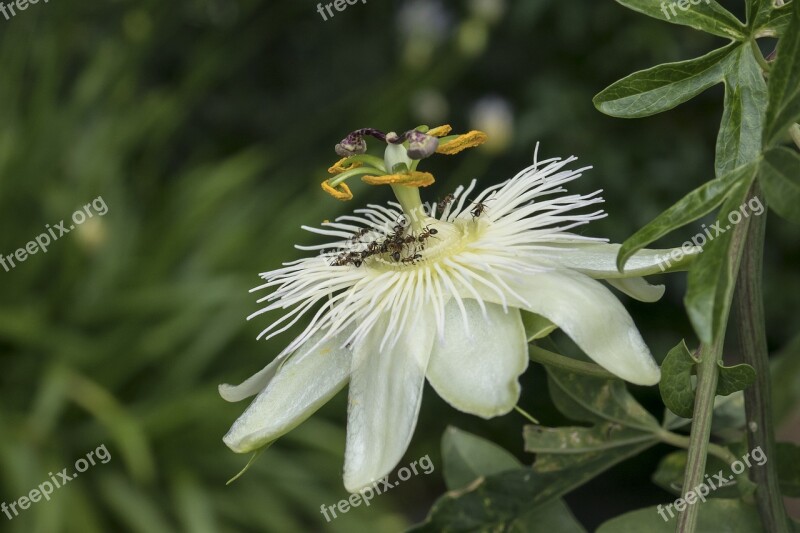 Passion Flower Passiflora Blossom Bloom Plant