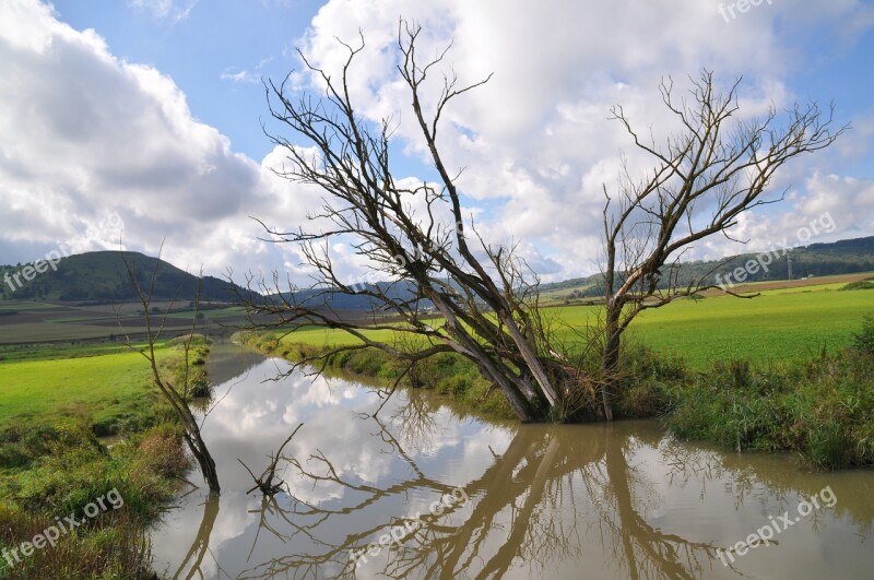 Dead Tree Dead Plant Beaver Water Reflection Mirroring