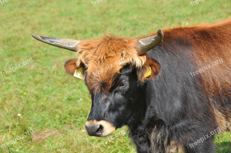 Aurochs Animal Horns Cattle Beef