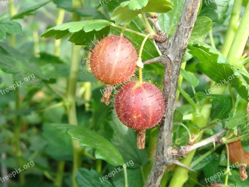 Gooseberry Harvest Ripe Gooseberries Nature Berry