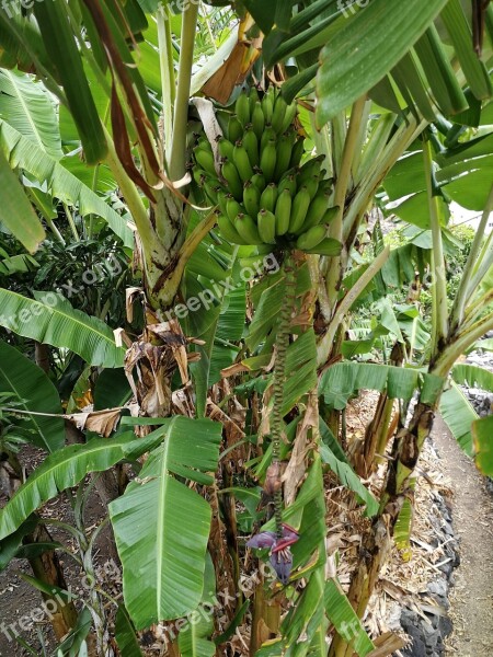 Banana Banana Plant Banana Shrub Fruit Tropical