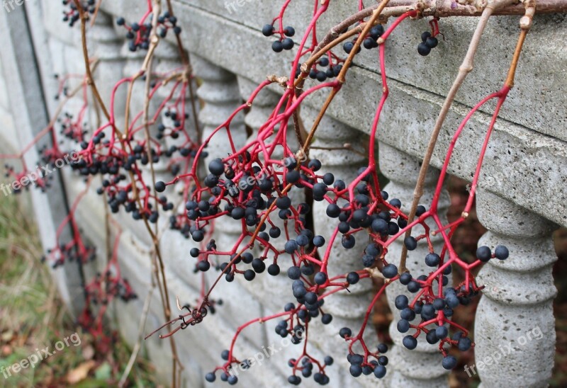 Wild Wine Fruit Black Berries Fruit Of The Poisonous Fruit Winobluszczu