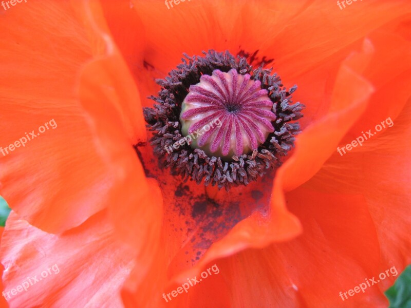 Klatschmohn Flower Poppy Red Blossom