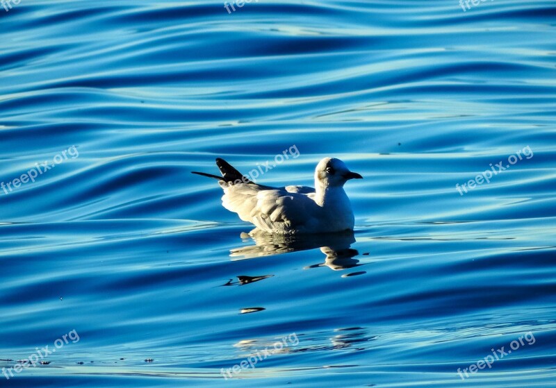 Birds Duck Water Reflection Blue