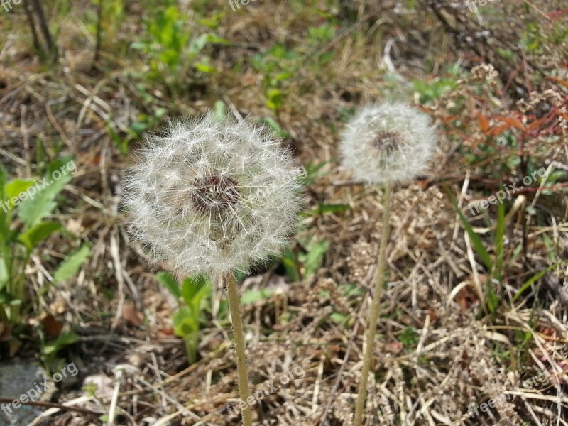 Dandelion Nature Flowers Seeds Pool