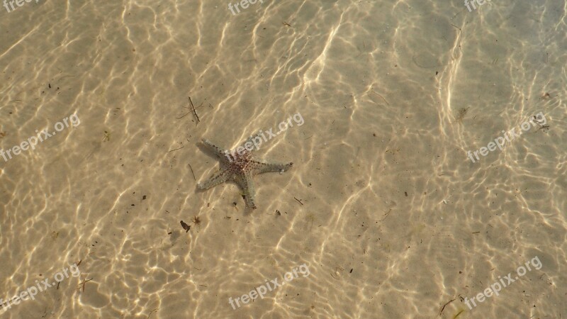 Sand Starfish Vacation Summer Beach