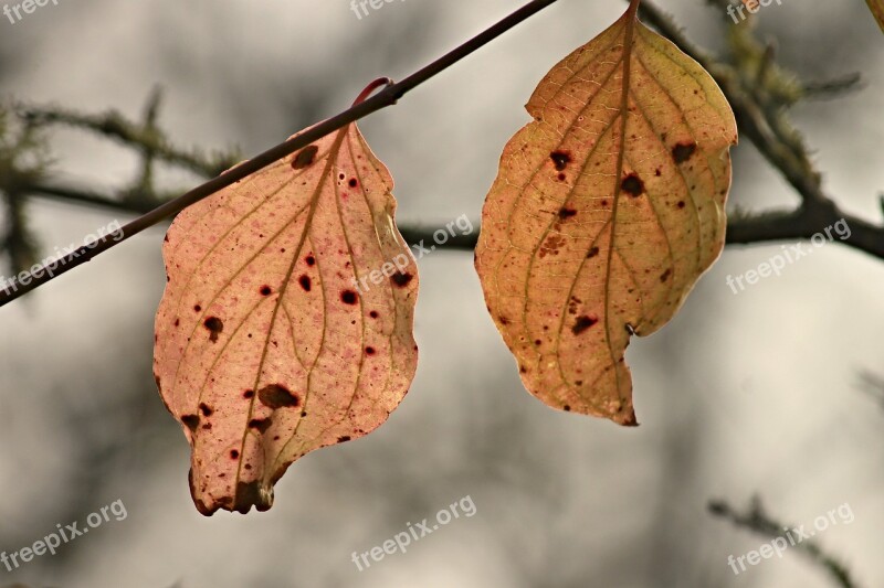 Fall Foliage Leaves Two Stains Hanging