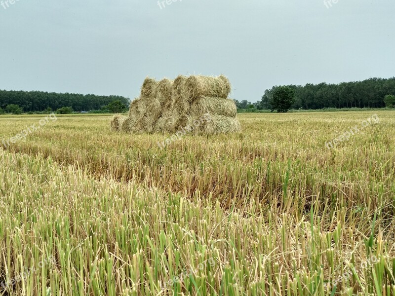 Straw Dry Grass Silk Field Harvest