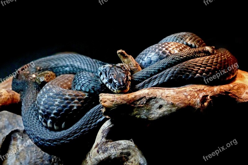 Snakes Black Snakes Animal Reptile Free Photos