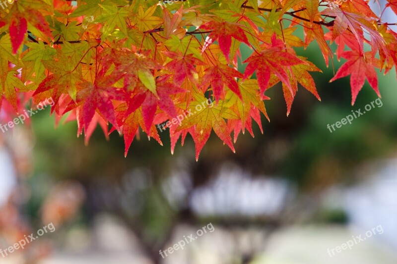 Autumn Leaves Autumn Leaves Nature The Leaves