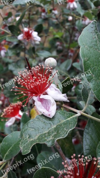 Feijoa Flowers Color Pink Leaf Pistil Stamens