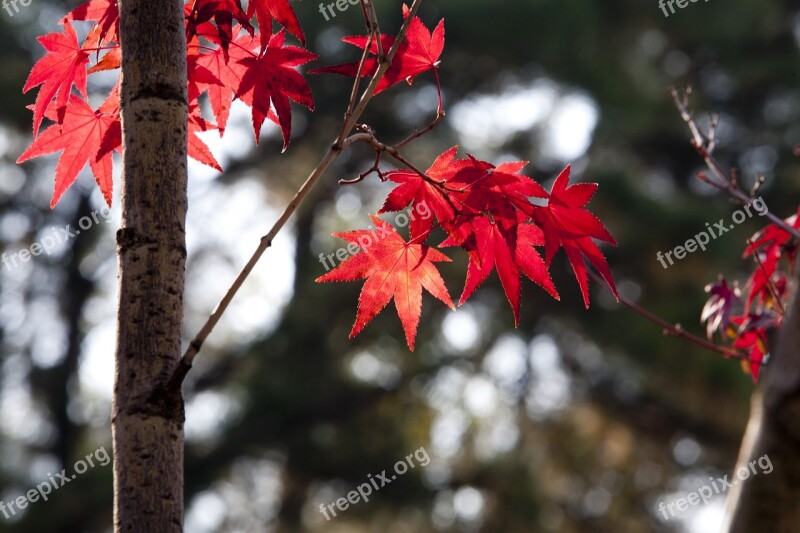 Autumn Leaves Autumn Leaves Nature The Leaves