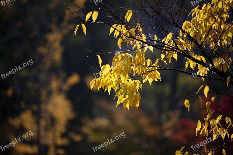 Autumn Leaves Autumn Leaves Nature The Leaves