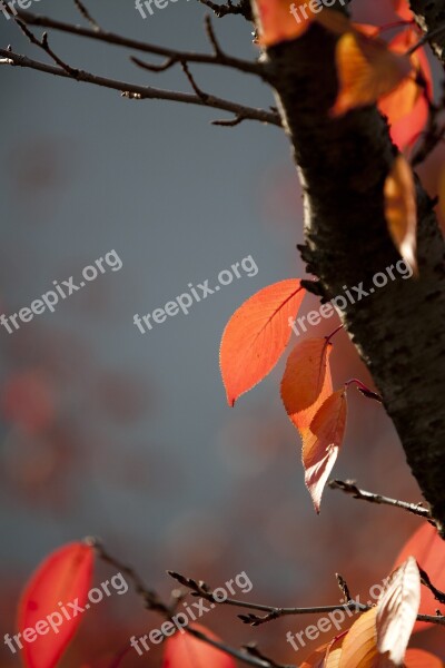 Autumn Leaves Autumn Leaves Nature The Leaves