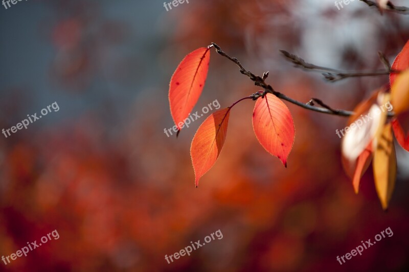 Autumn Leaves Autumn Leaves Nature The Leaves