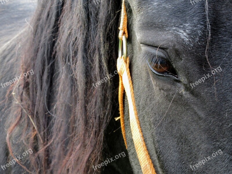 Horse Horse Head Pferdeportrait Mane Eye