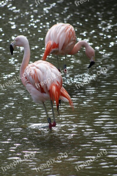 Flamingo Pink Bird Tropical Exotic