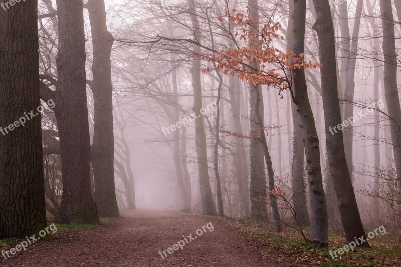 Fog Forest Trees Nature Autumn