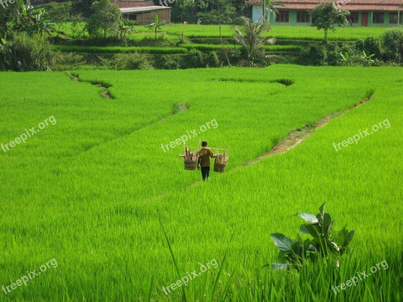 Rice Terraces Landscapes Agriculture Terrace Asia