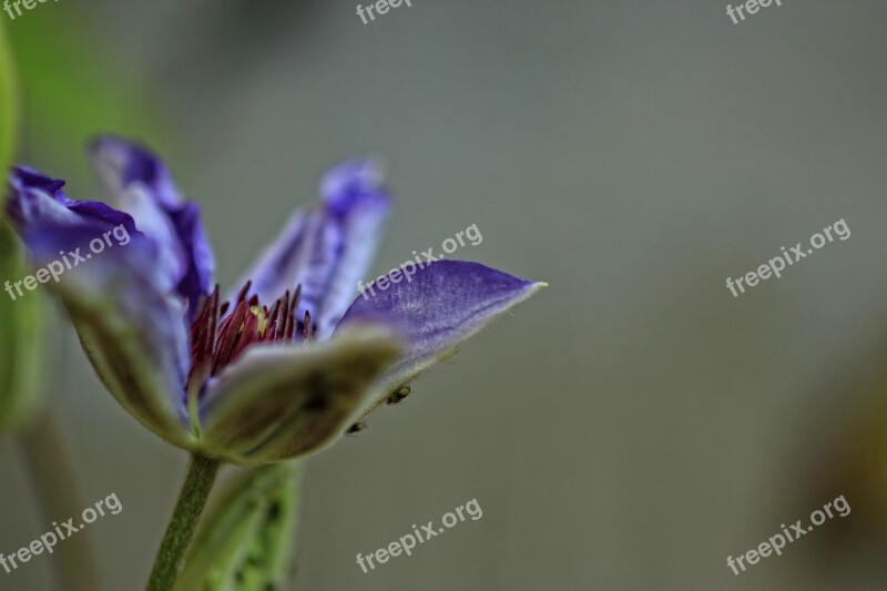 Clematis Purple Flower Macro Color