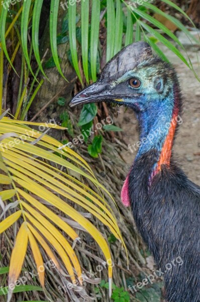 Cassowary Bird Beach Sand Animal