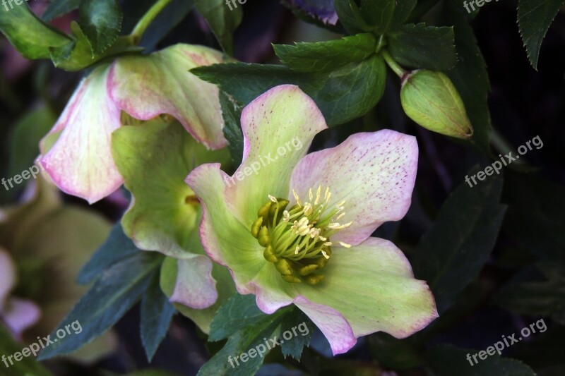 Helleborus Hellebore Flower Spring Perennial