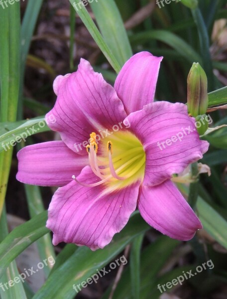 Day Lily Botanical Daylily Day-lily Perennial