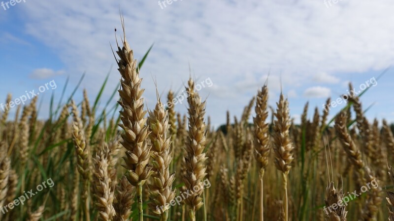 Corn Crop Agriculture Harvest Yellow