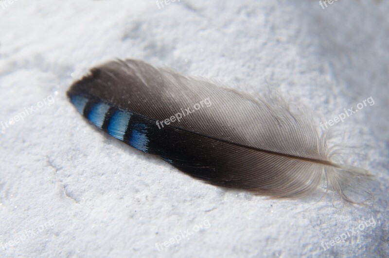 Feather Macro Close Up Blue Nature