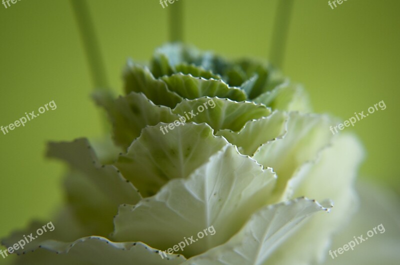 Kohl Blossom Bloom Flower Nature