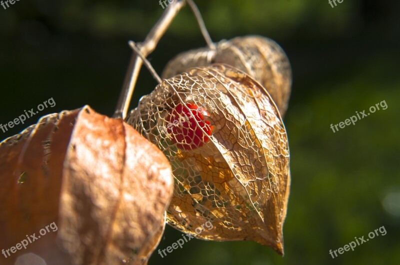 Flower Faded Autumn Lampionblume Orange