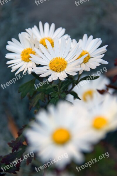 Flower White White Flower Flowers Nature