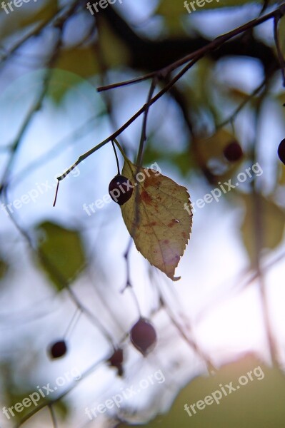 Autumn Mood Foliage Dry Leaves Crop