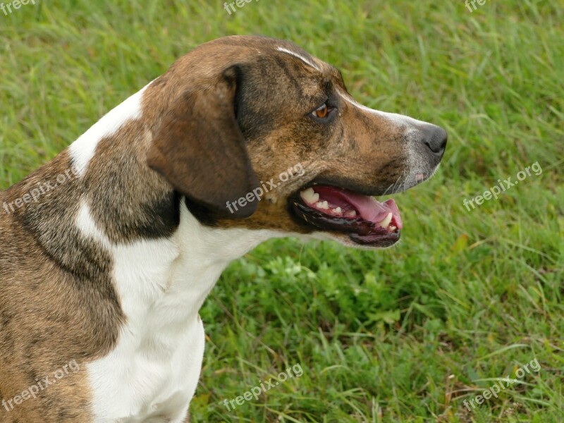 Dog Nature Grass Meadow Sitting Dog